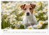JACK RUSSEL - Kleine Hunde mit großem... - Bild 11
