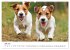 JACK RUSSEL - Kleine Hunde mit großem... - Bild 12