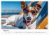 JACK RUSSEL - Kleine Hunde mit großem... - Bild 13