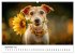 JACK RUSSEL - Kleine Hunde mit großem... - Bild 14