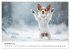 JACK RUSSEL - Kleine Hunde mit großem... - Bild 4