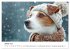 JACK RUSSEL - Kleine Hunde mit großem... - Bild 6