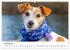 JACK RUSSEL - Kleine Hunde mit großem... - Bild 7