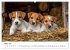 JACK RUSSEL - Kleine Hunde mit großem... - Bild 8