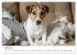 JACK RUSSEL - Kleine Hunde mit großem... - Bild 9