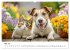 JACK RUSSEL - Kleine Hunde mit großem... - Bild 10