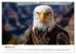 Majestätische Weißkopfseeadler - Der... - Bild 2