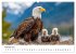 Majestätische Weißkopfseeadler - Der... - Bild 7