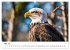 Majestätische Weißkopfseeadler - Der... - Bild 10