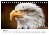 Majestätische Weißkopfseeadler - Der... - Bild 9