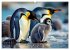 Mit den Pinguinen (hochwertiger Premium... - Bild 2