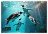 Mit den Pinguinen (Wandkalender 2026... - Bild 13