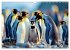 Mit den Pinguinen (Wandkalender 2026... - Bild 14