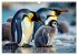 Mit den Pinguinen (Wandkalender 2026... - Bild 3