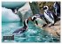 Mit den Pinguinen (Wandkalender 2026... - Bild 4