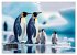 Mit den Pinguinen (Wandkalender 2026... - Bild 5