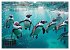 Mit den Pinguinen (Wandkalender 2026... - Bild 8