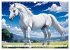 Lipizzaner. Kunstvolle Porträts... - Bild 12