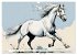 Lipizzaner. Kunstvolle Porträts... - Bild 10