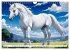 Lipizzaner. Kunstvolle Porträts... - Bild 12