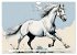 Lipizzaner. Kunstvolle Porträts... - Bild 10