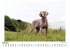 Weimaraner - Bild 2