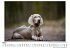 Weimaraner - Bild 3