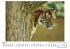Tiger - Bild 4