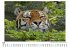 Tiger - Bild 5