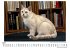 Burmilla - Bild 4