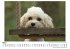 Cavapoo - Bild 3