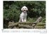 Cavapoo - Bild 4