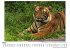 Malaysia-Tiger - Bild 3