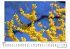 Forsythien - Bild 4
