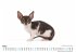 Cornish Rex - Bild 3