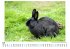 Kaninchen - Bild 5