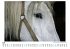 Percheron - Bild 5