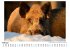 WIldschweine im Winter - Bild 2