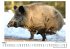 WIldschweine im Winter - Bild 3