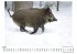 WIldschweine im Winter - Bild 4