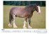 Clydesdale - Bild 3