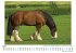 Clydesdale - Bild 4