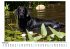 Flat Coated Retriever - Bild 2