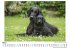Flat Coated Retriever - Bild 3