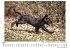 Flat Coated Retriever - Bild 4
