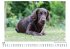 Flat Coated Retriever - Bild 5
