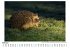 Igel - Bild 2