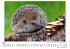 Igel - Bild 4