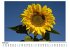 Sonnenblumen - Bild 2