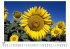 Sonnenblumen - Bild 5